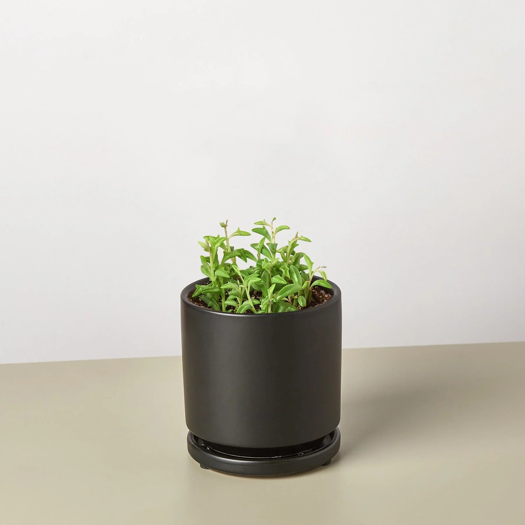 Succulent 'String of Dolphins' - Holiday Corner
