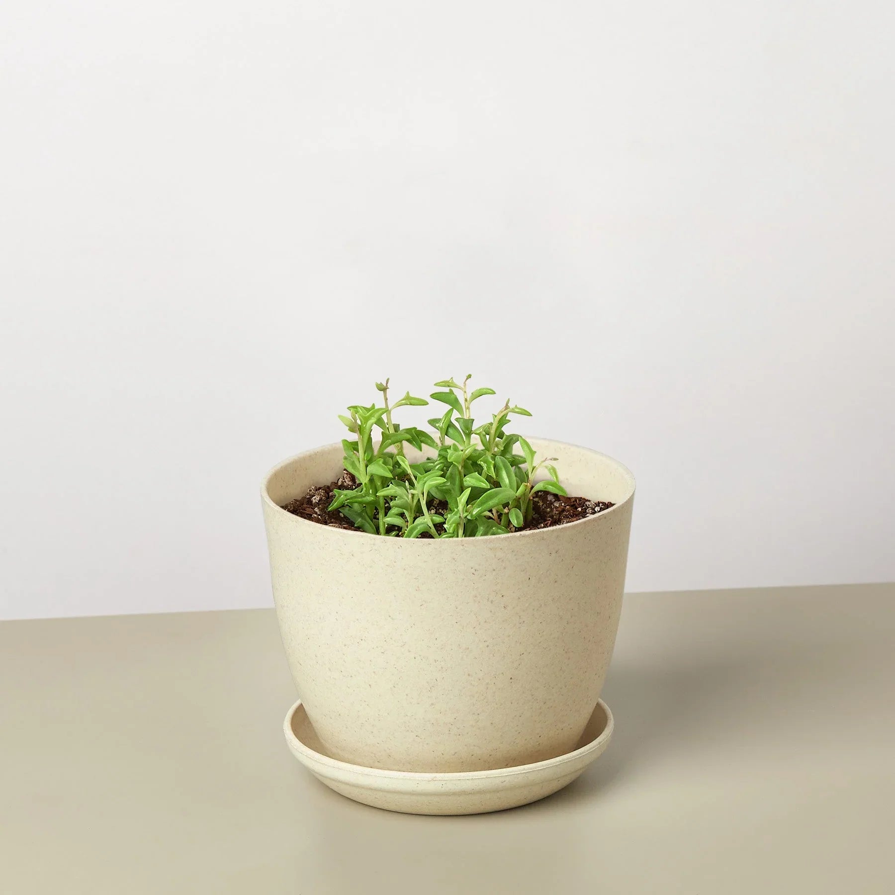 Succulent 'String of Dolphins' - Holiday Corner