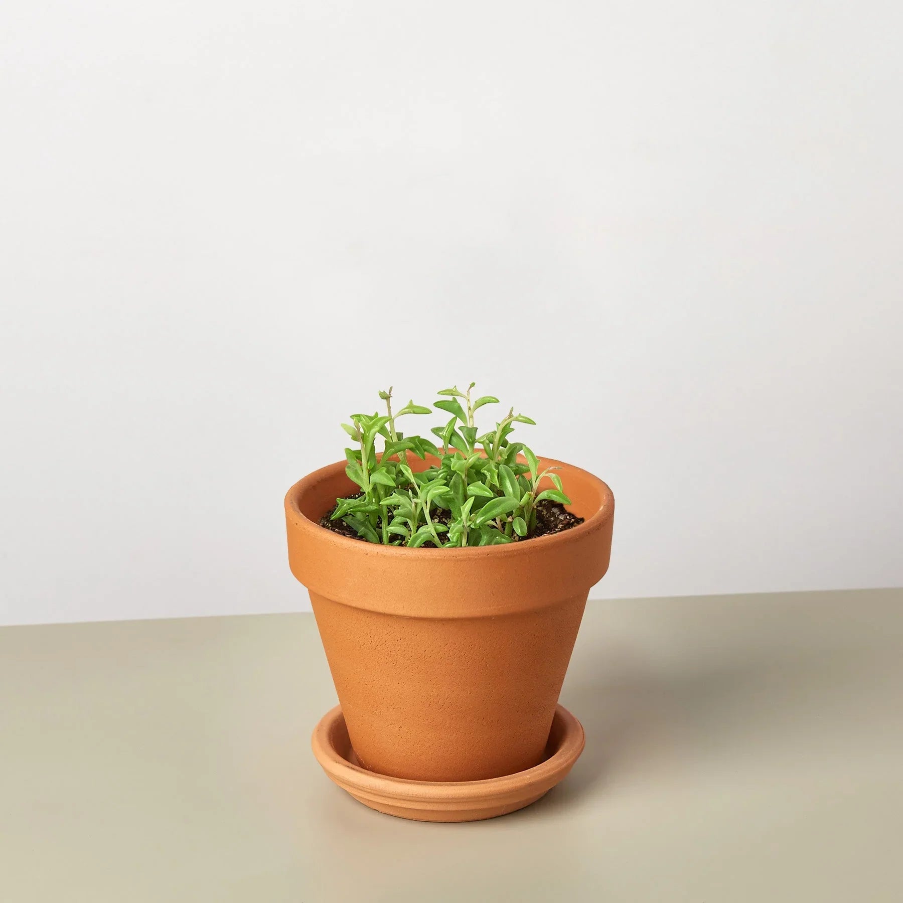 Succulent 'String of Dolphins' - Holiday Corner