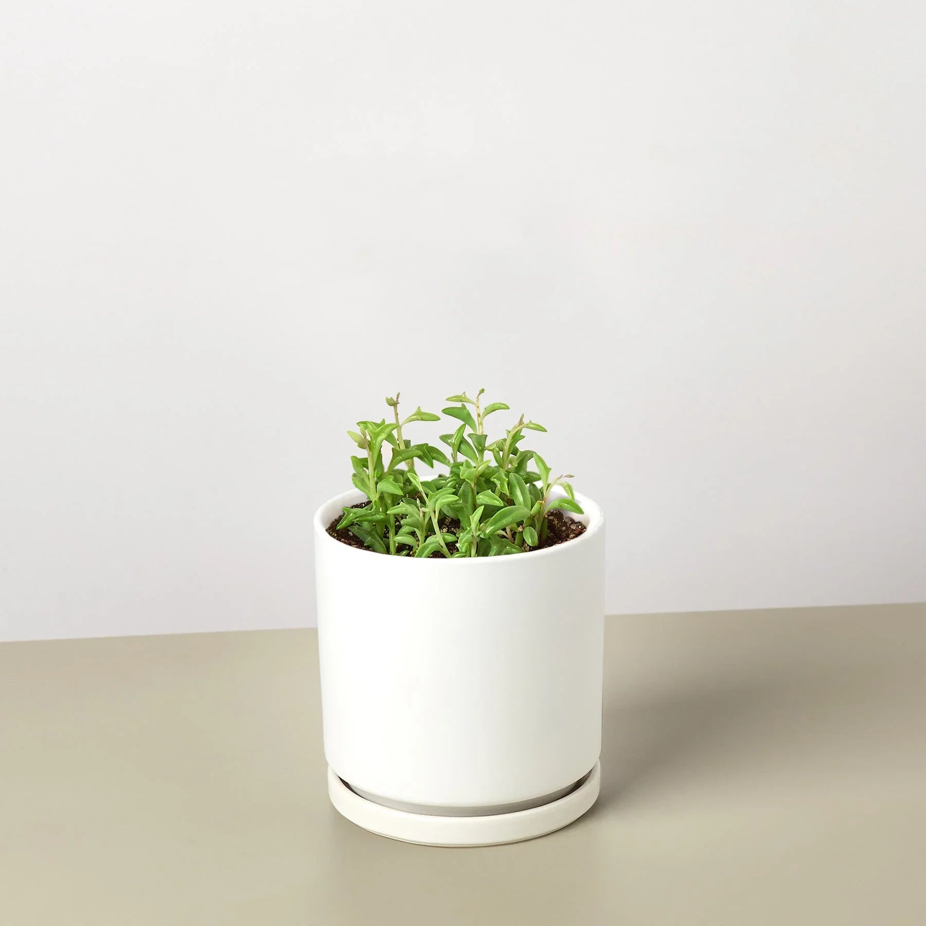 Succulent 'String of Dolphins' - Holiday Corner