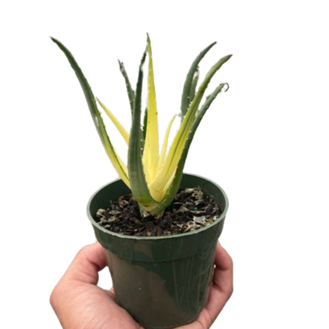 Succulent Aloe Solar Flare - Holiday Corner