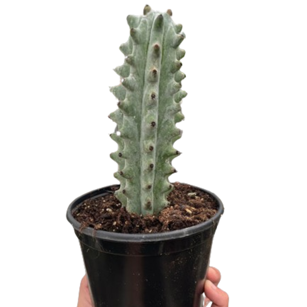 Succulent Cactus Ghost White Boobie - Holiday Corner