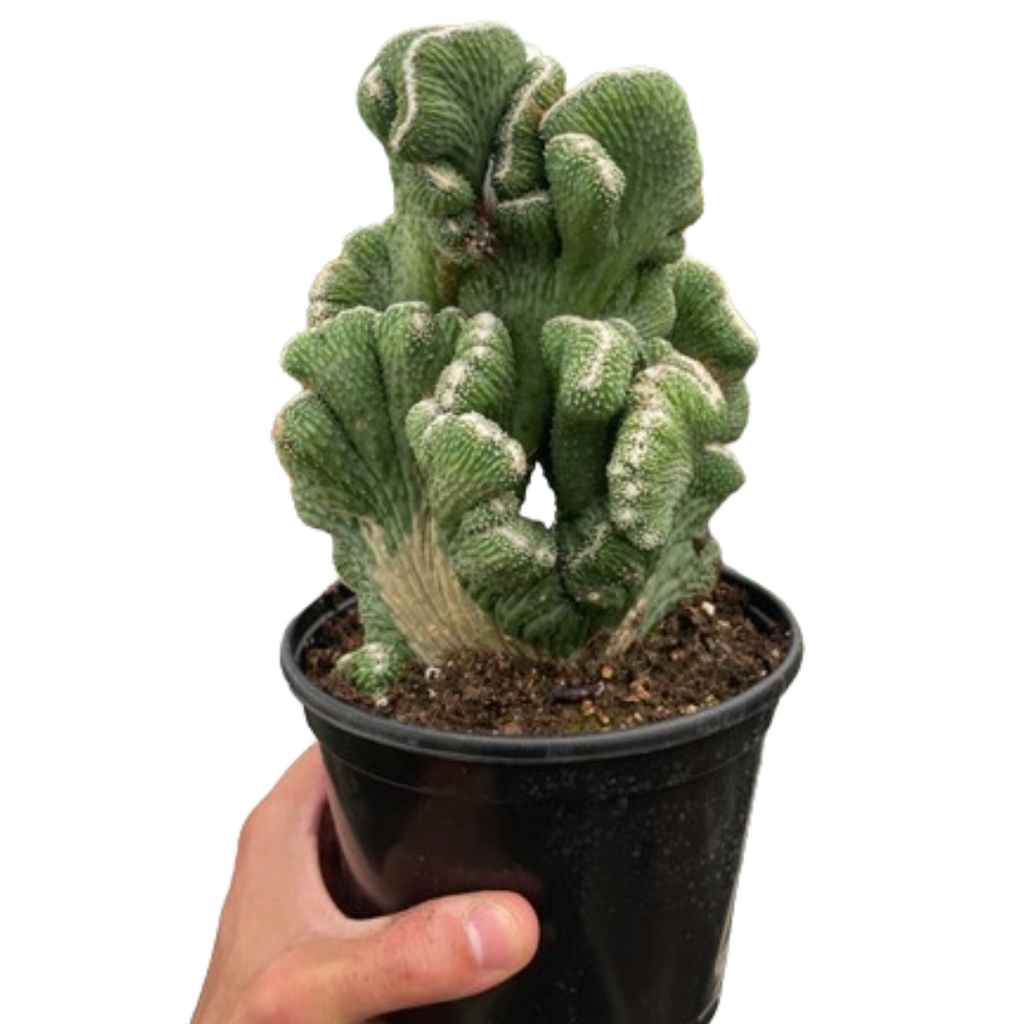 Succulent Cereus Coral Green - Holiday Corner