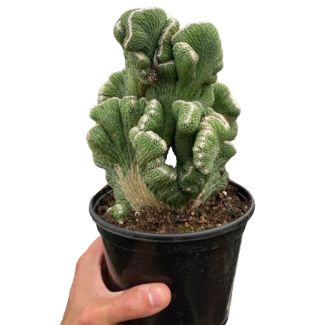 Succulent Cereus Coral Green - Holiday Corner