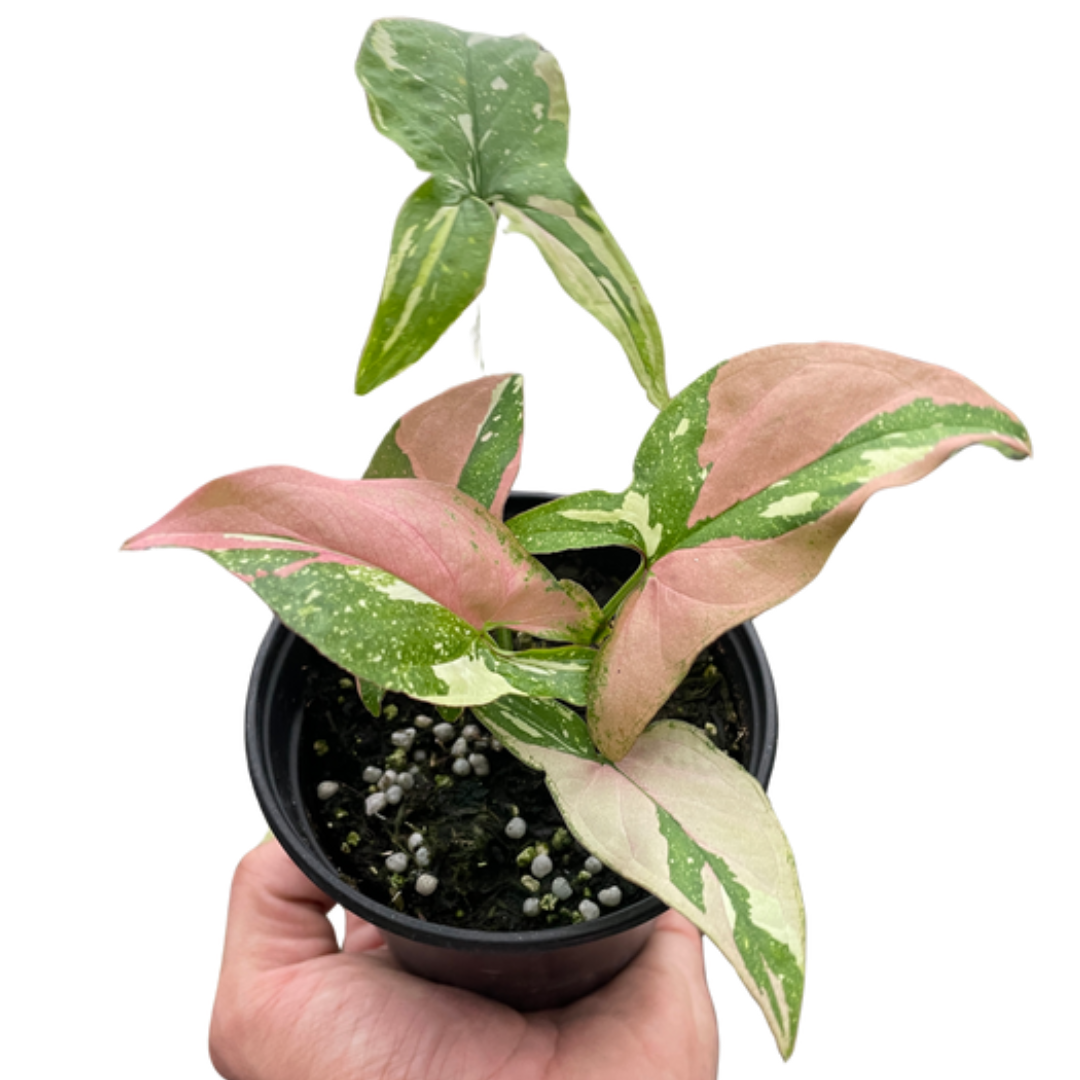 Syngonium 'Tricolor' - Holiday Corner
