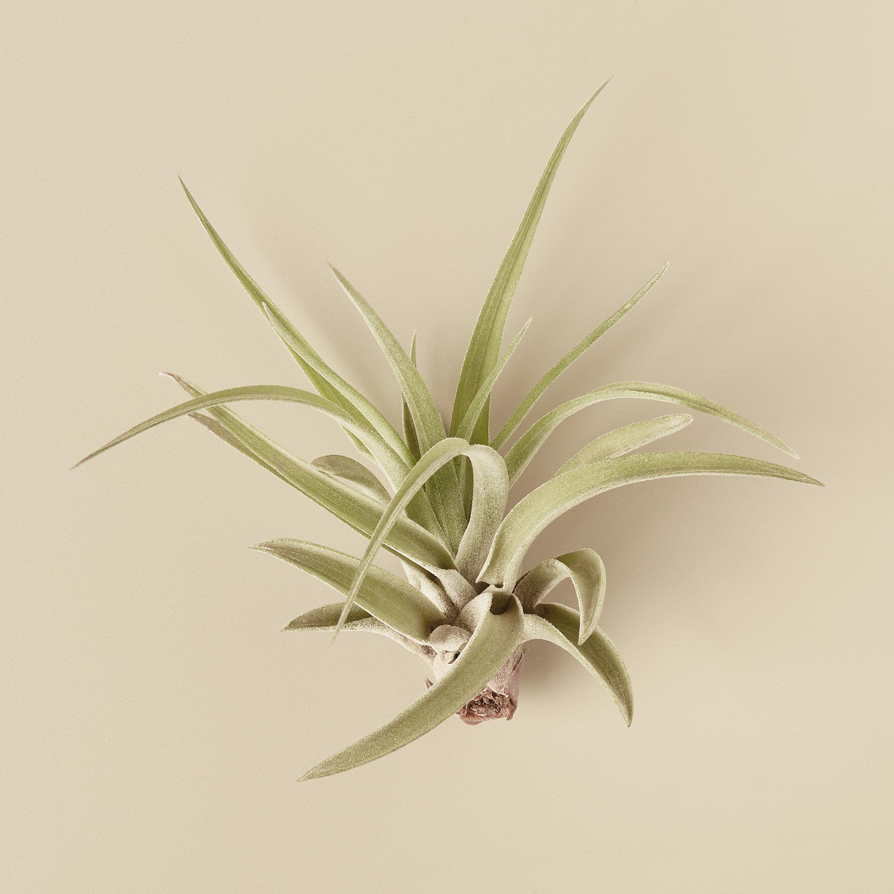 Tillandsia Air Plant Veluntina - Holiday Corner