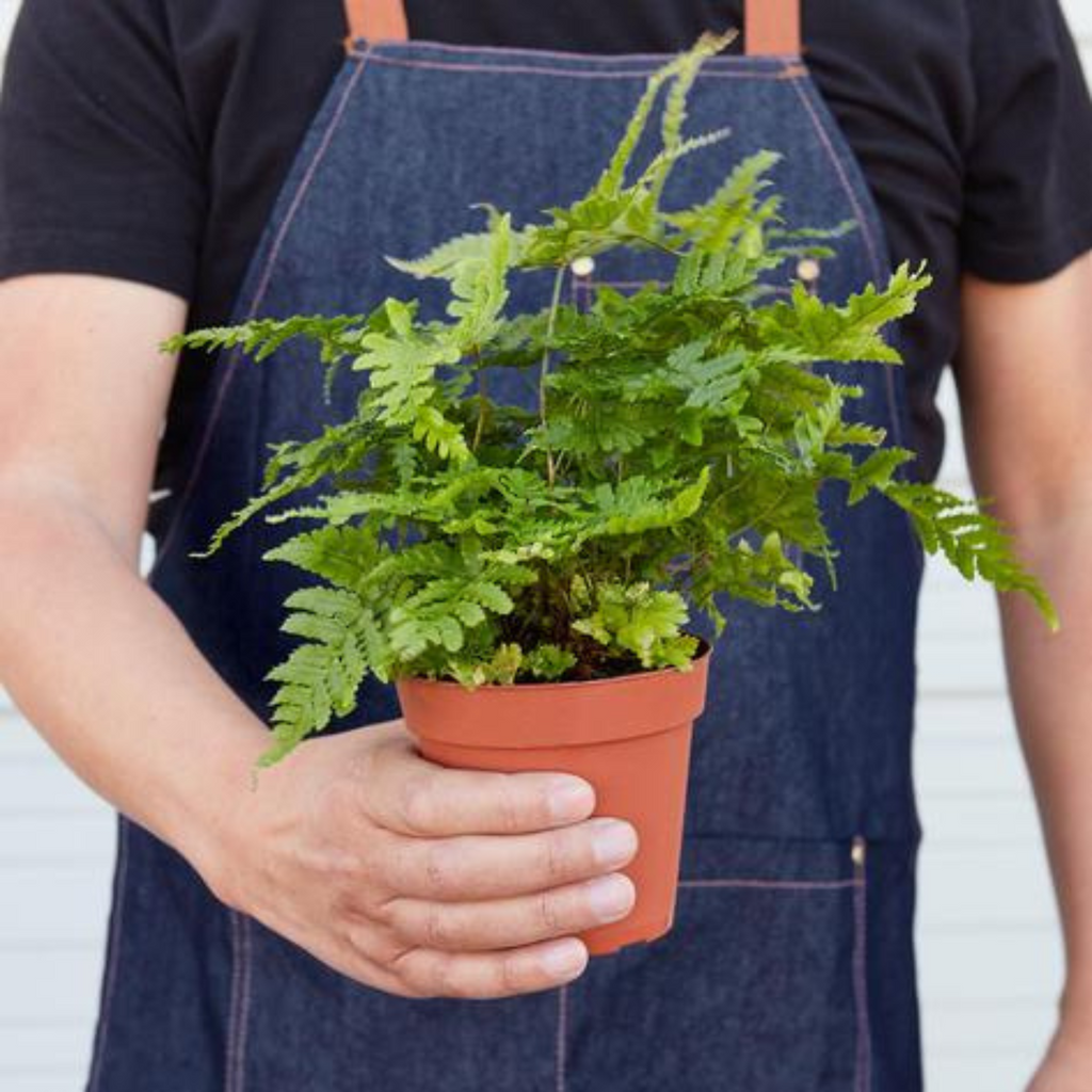 'Autumn' Fern - 4" Pot - NURSERY POT ONLY - Holiday Corner