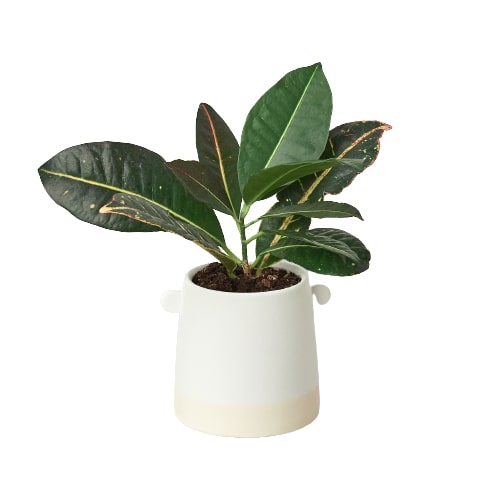 Knob Cylinder Pot - 5 Inch - Holiday Corner