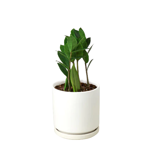 Zamioculcas Zamiifolia ZZ - Holiday Corner