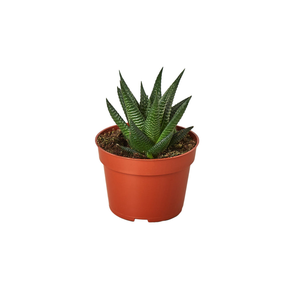Fairy Washboard Haworthia - Holiday Corner