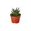 Fairy Washboard Haworthia - Holiday Corner