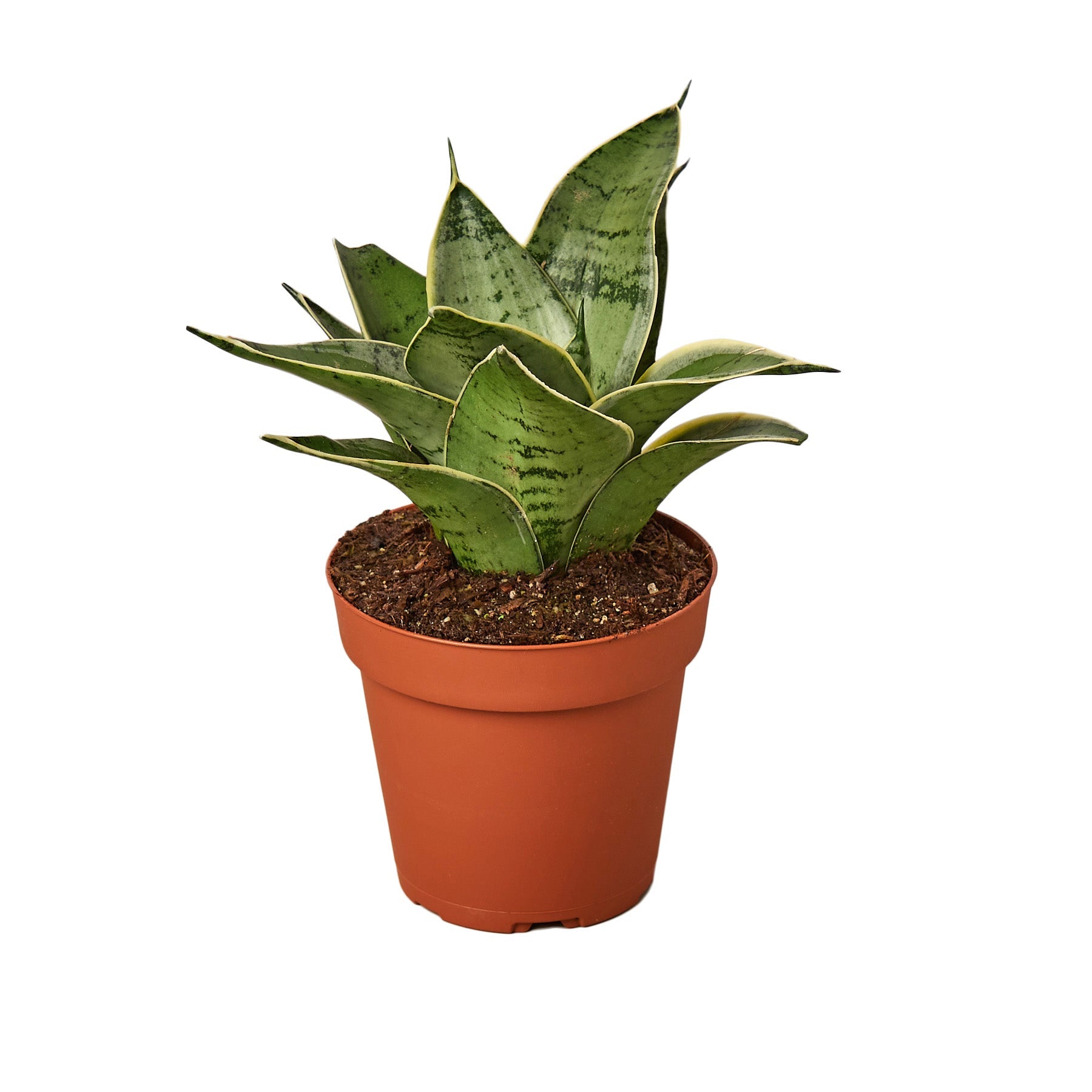 Snake Plant Starlight - Holiday Corner