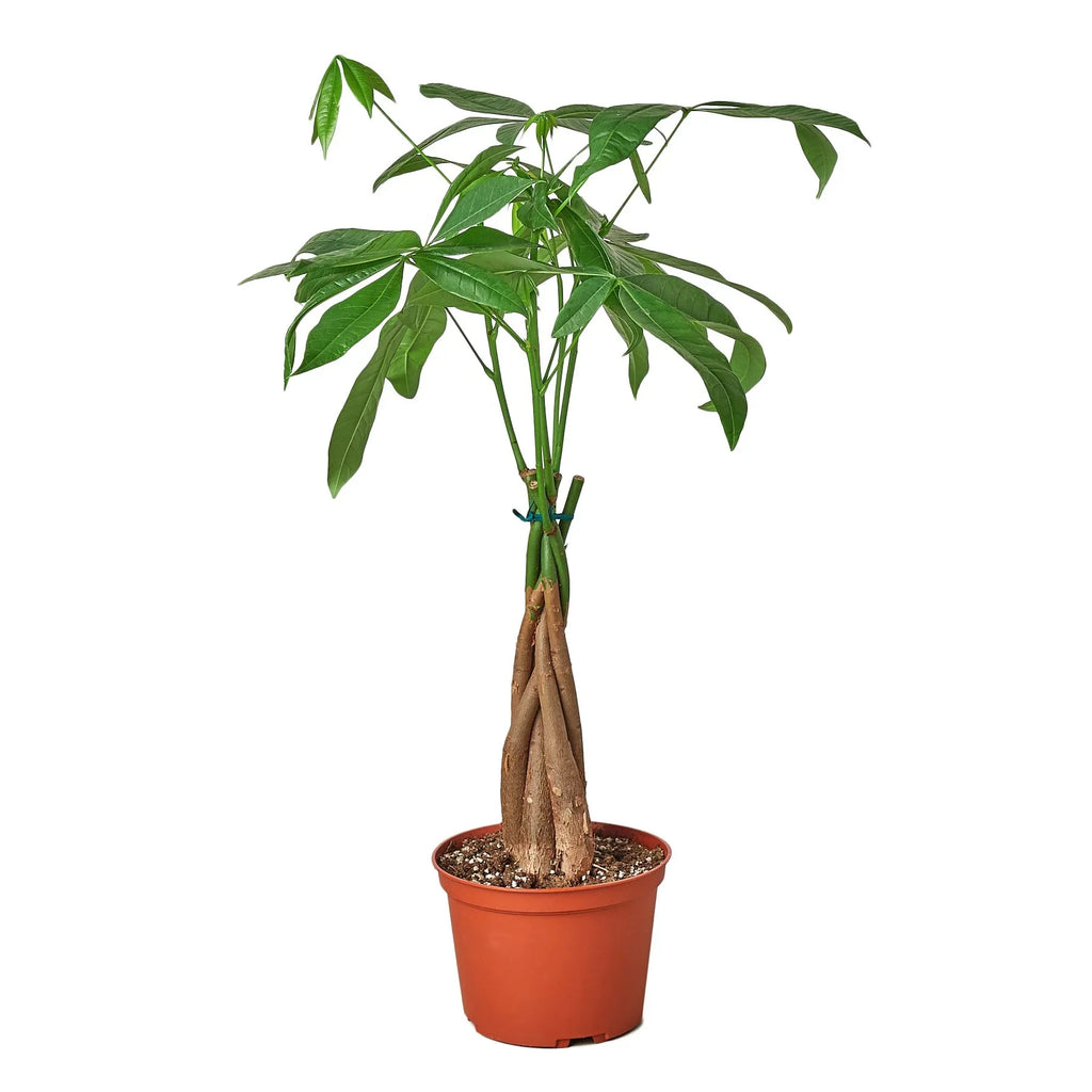 Money Tree 'Guiana Chestnut' Pachira Braid - Holiday Corner
