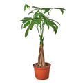 Money Tree 'Guiana Chestnut' Pachira Braid - Holiday Corner