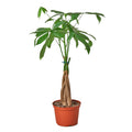 Money Tree 'Guiana Chestnut' Pachira Braid - 4" Pot - NURSERY POT ONLY - Holiday Corner