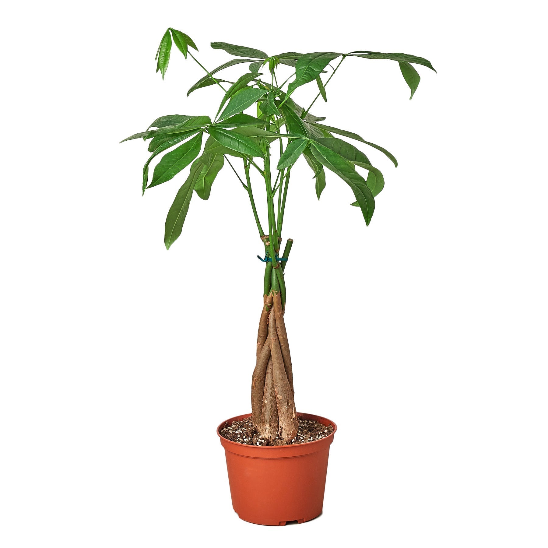 Money Tree 'Guiana Chestnut' Pachira Braid - 4" Pot - NURSERY POT ONLY - Holiday Corner