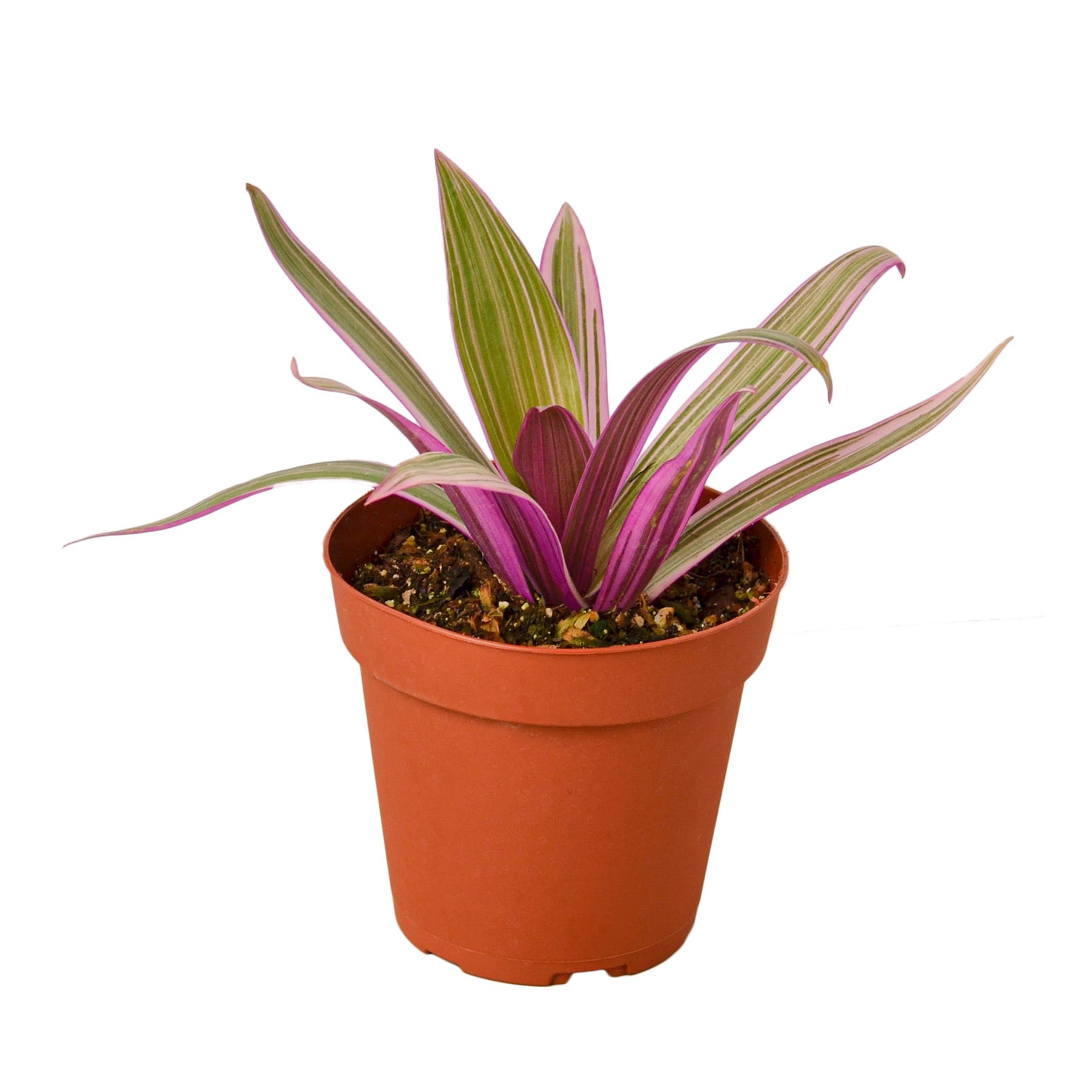 Oyster Plant 'Moses in the Cradle' - Holiday Corner
