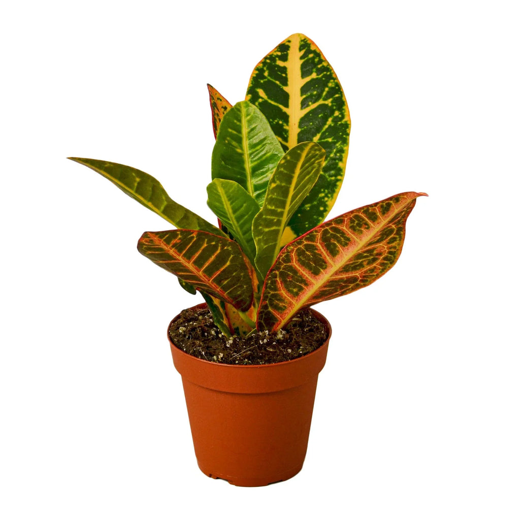 Croton Petra 'Joseph's Coat' - Holiday Corner