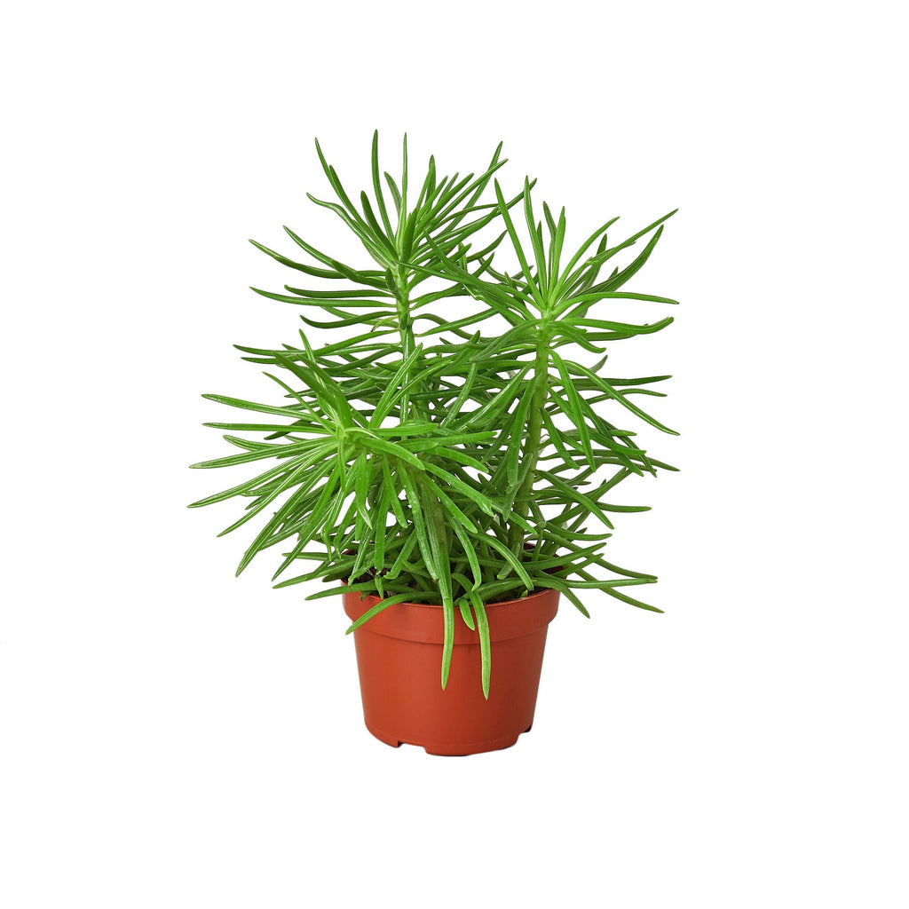 Succulent Senecio 'Himalayan' - 4" Pot - Holiday Corner