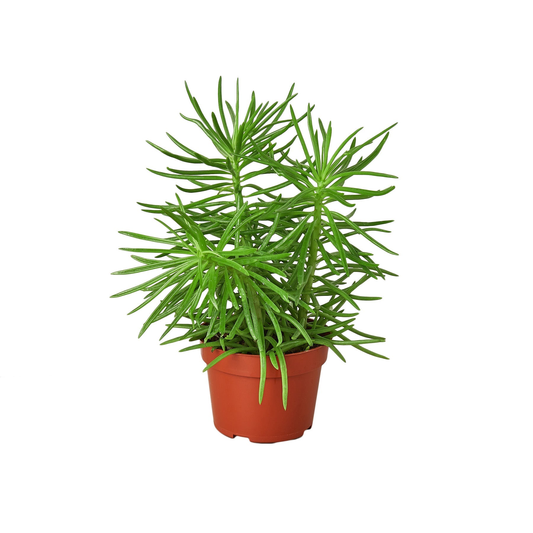Succulent Senecio 'Himalayan' - 4" Pot - Holiday Corner
