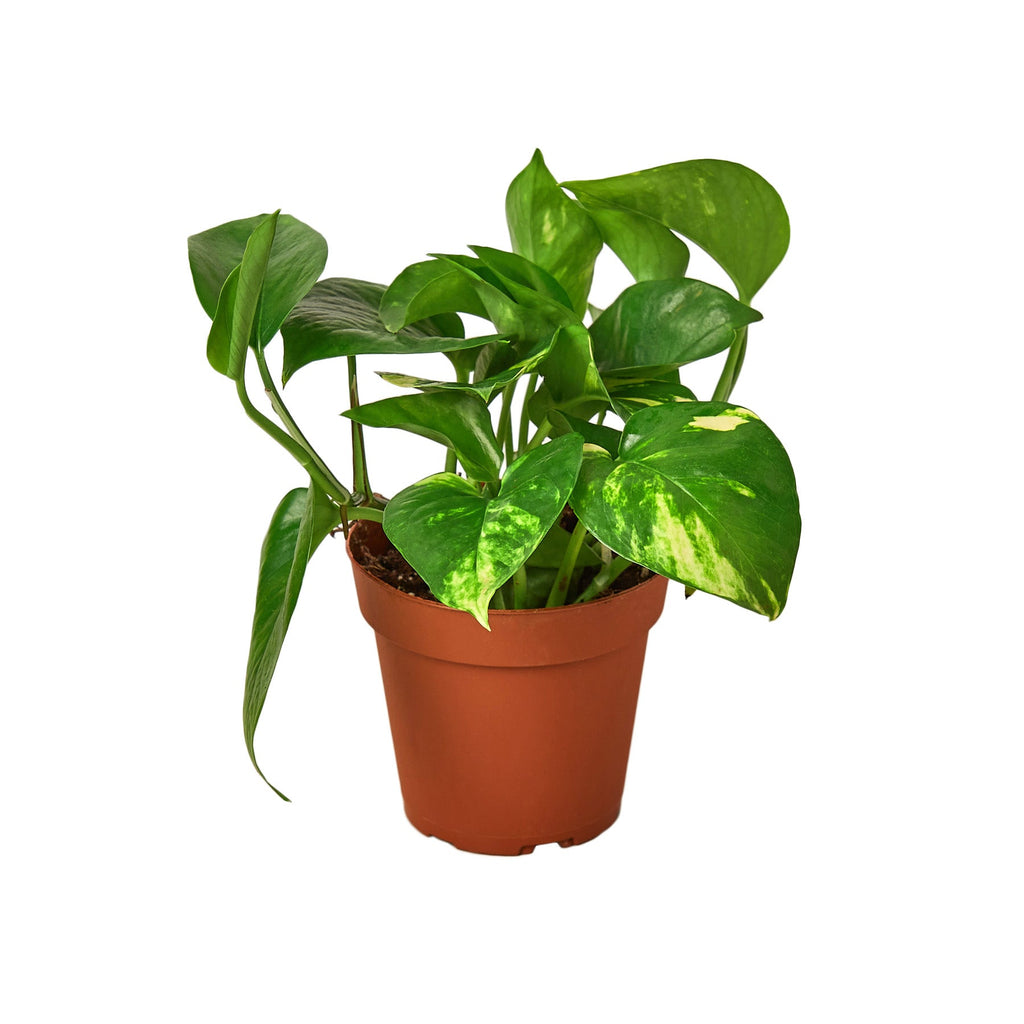 Pothos 'Golden' - Holiday Corner