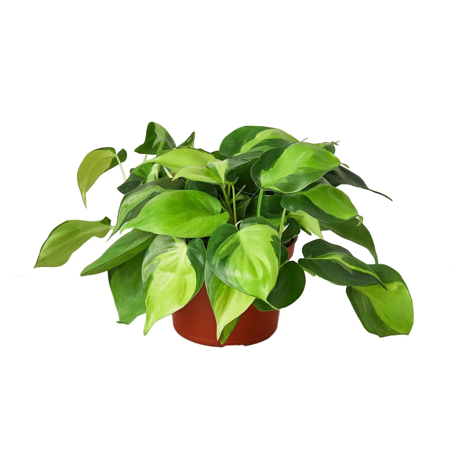 Philodendron 'Brasil' - Holiday Corner