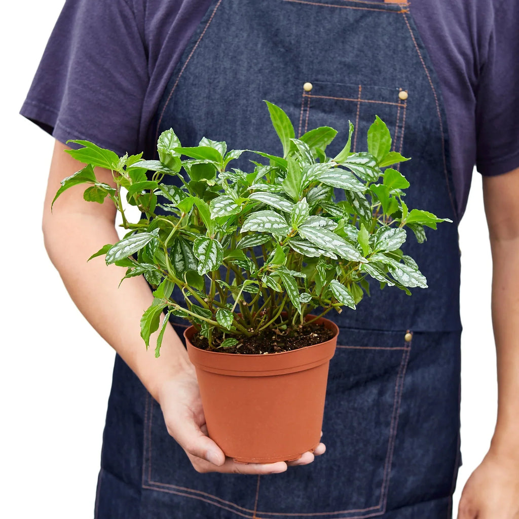 Pilea 'Aluminum' - Holiday Corner