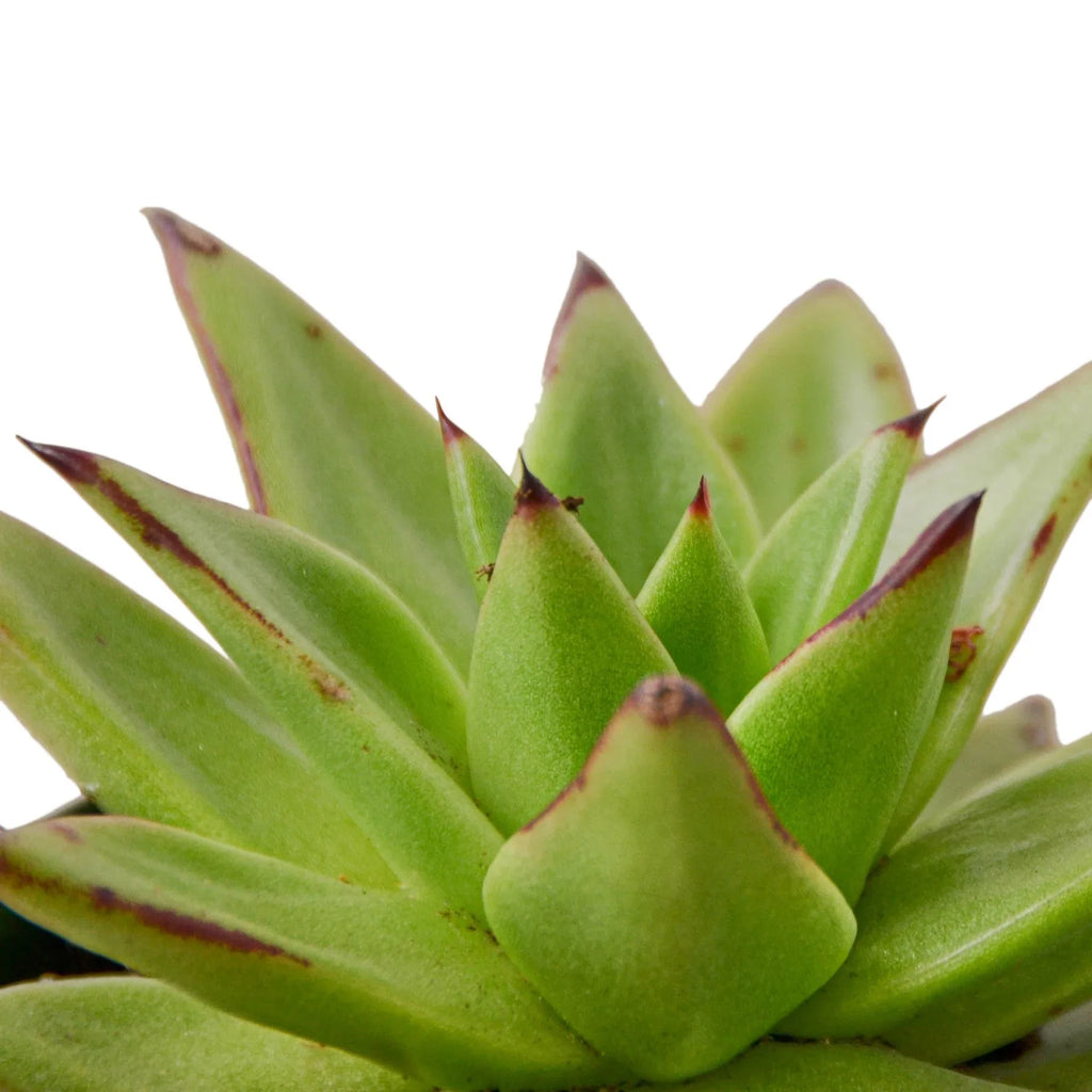 Lipstick Echeveria - Holiday Corner