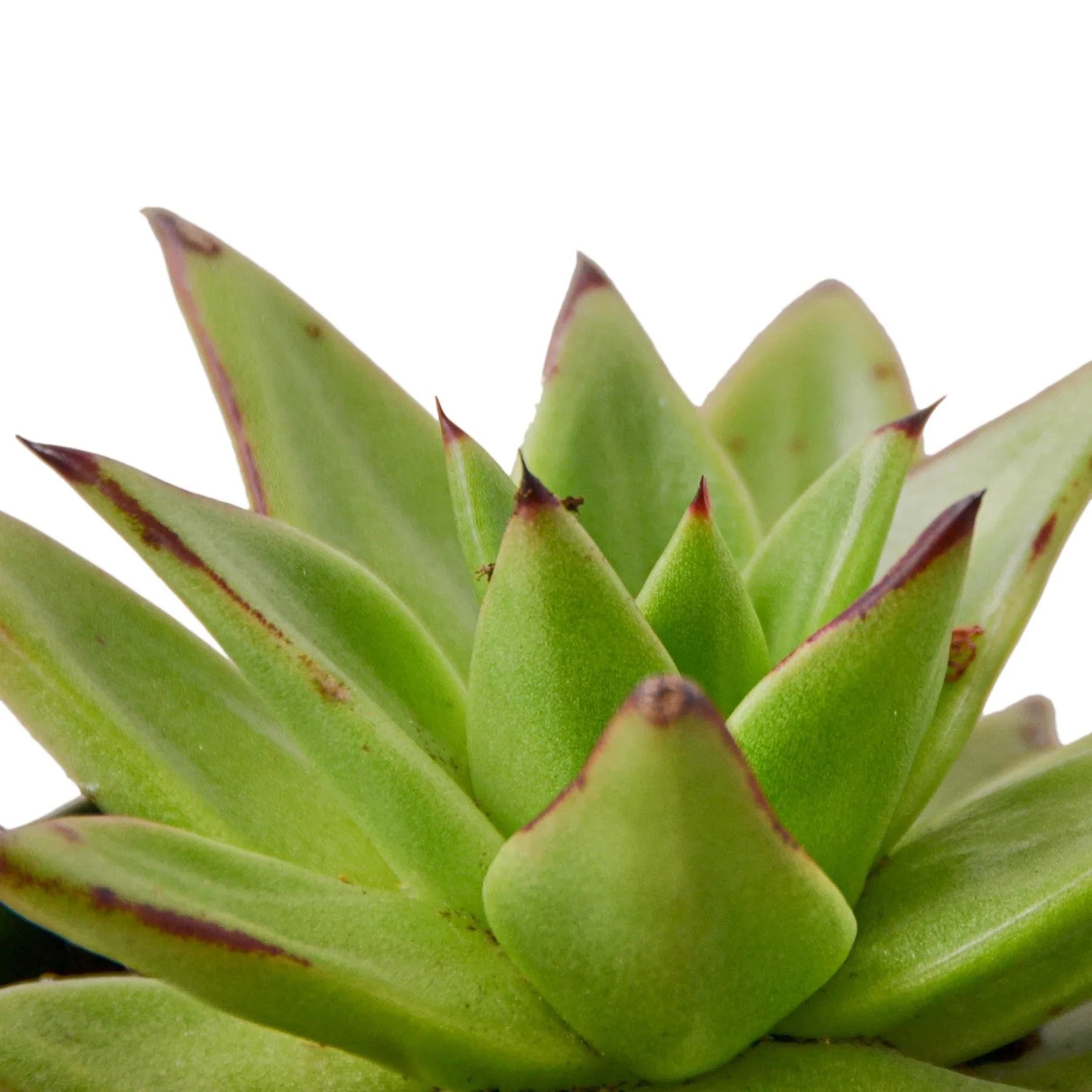 Lipstick Echeveria - Holiday Corner