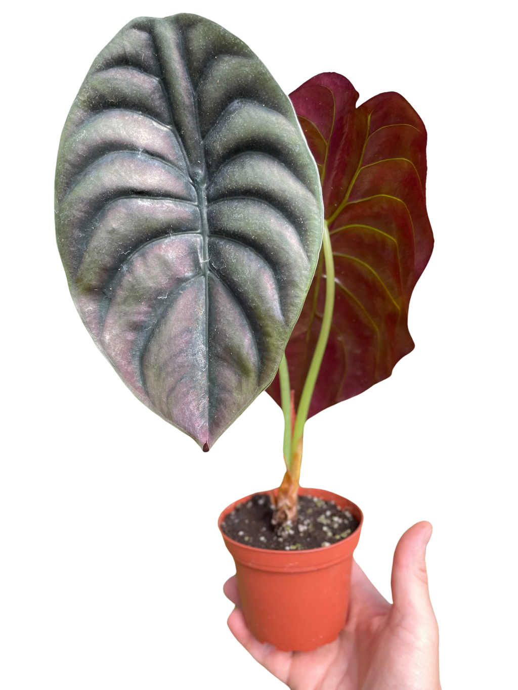 Alocasia 'Red Secret' - Holiday Corner
