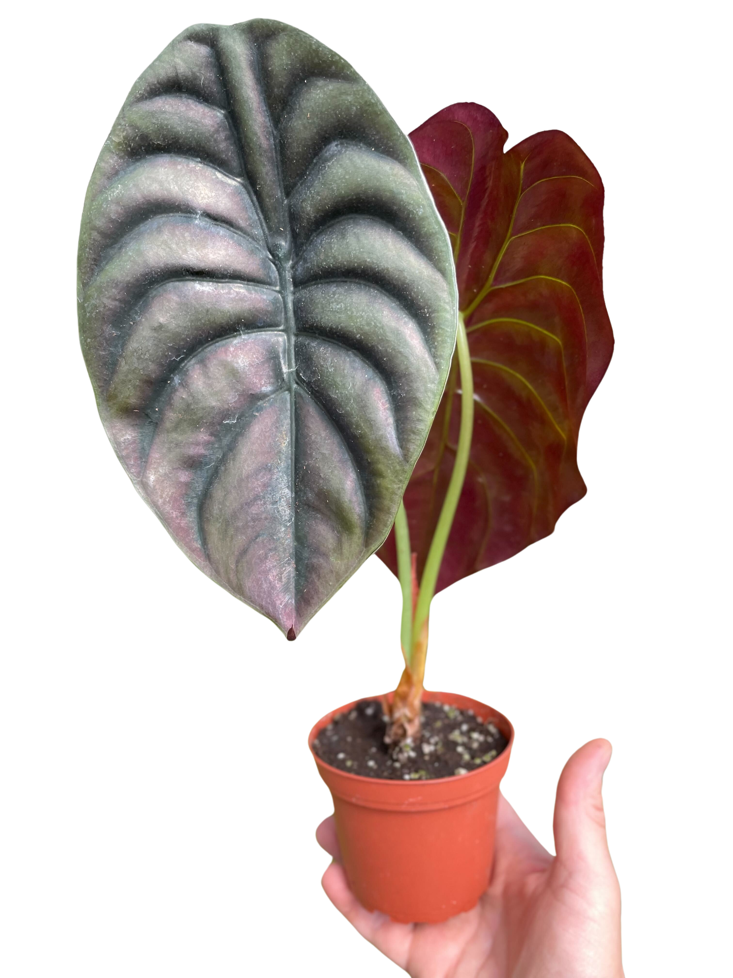 Alocasia 'Red Secret' - Holiday Corner