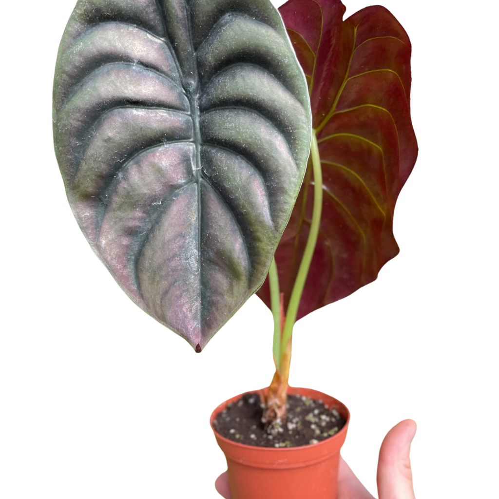 Alocasia 'Red Secret' - Holiday Corner