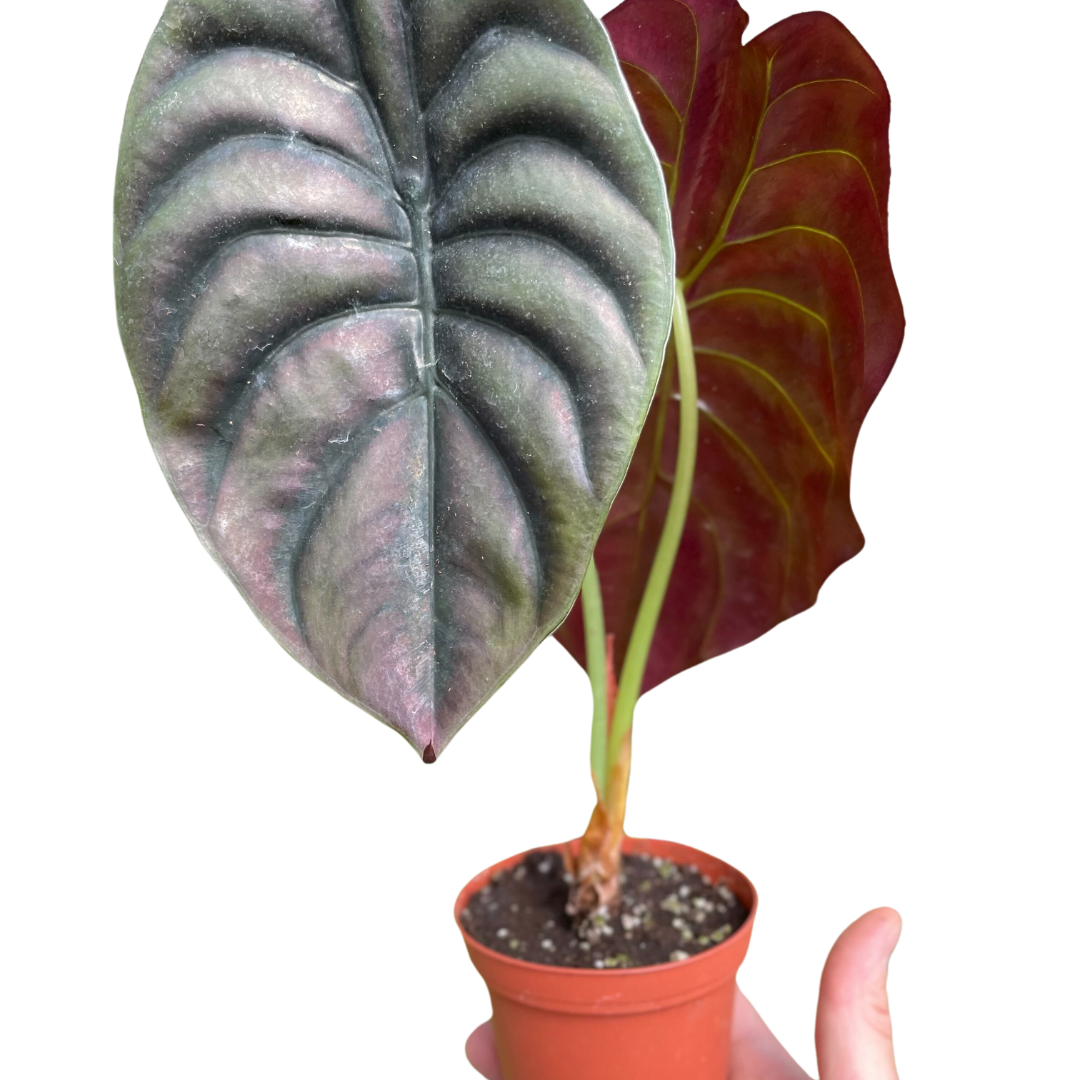 Alocasia 'Red Secret' - Holiday Corner