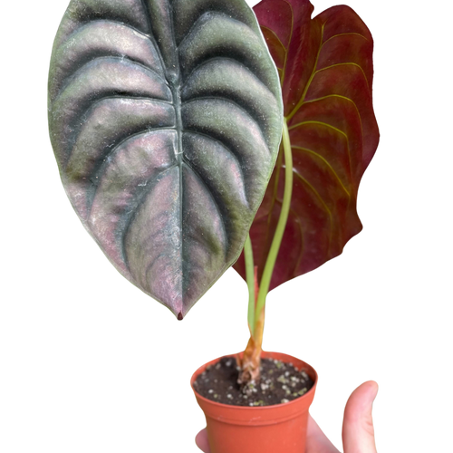 Alocasia 'Red Secret' - Holiday Corner