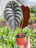 Alocasia 'Red Secret' - Holiday Corner