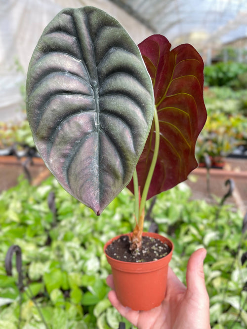 Alocasia 'Red Secret' - Holiday Corner