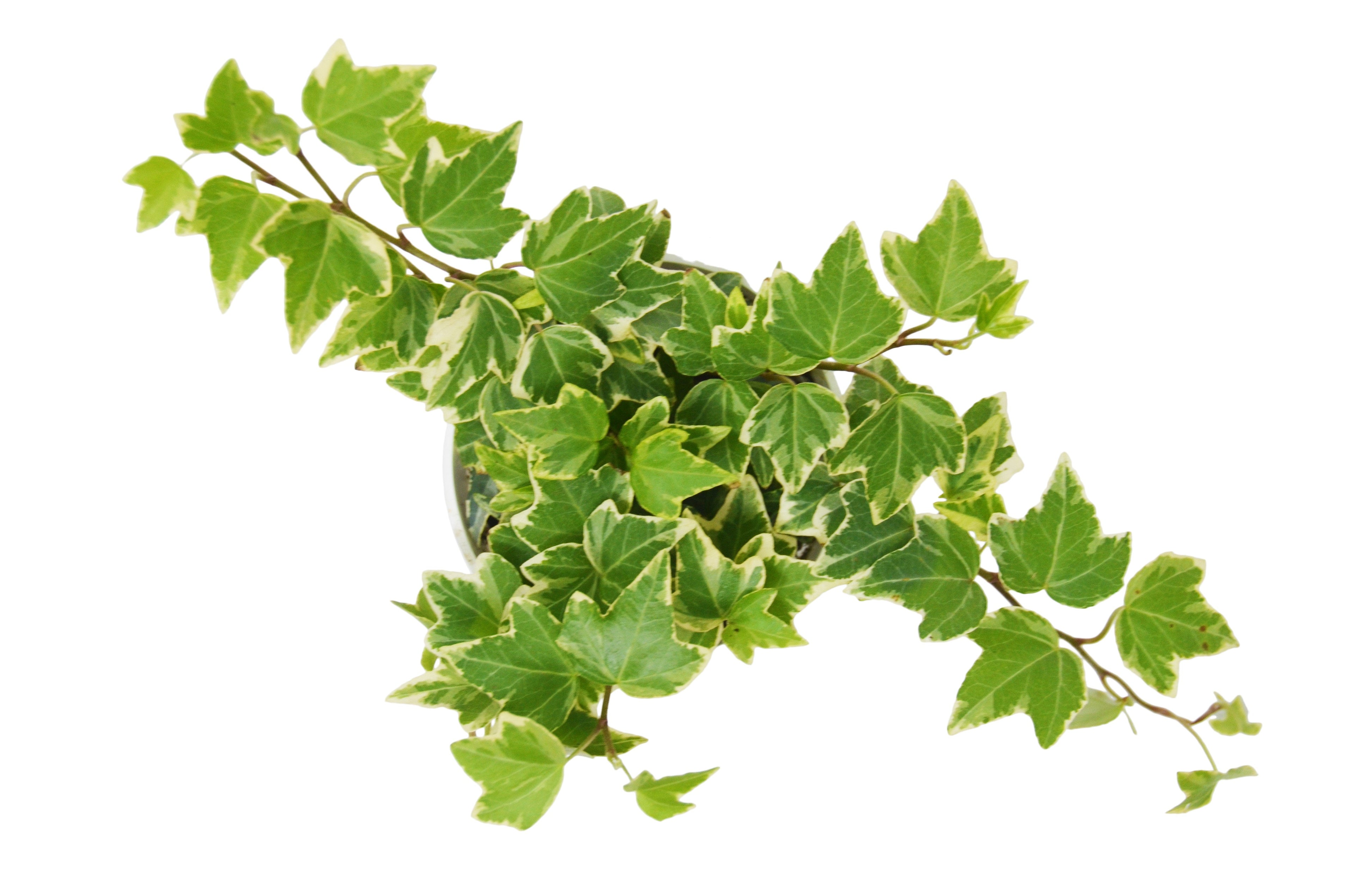 English Ivy 'Eva' - Holiday Corner