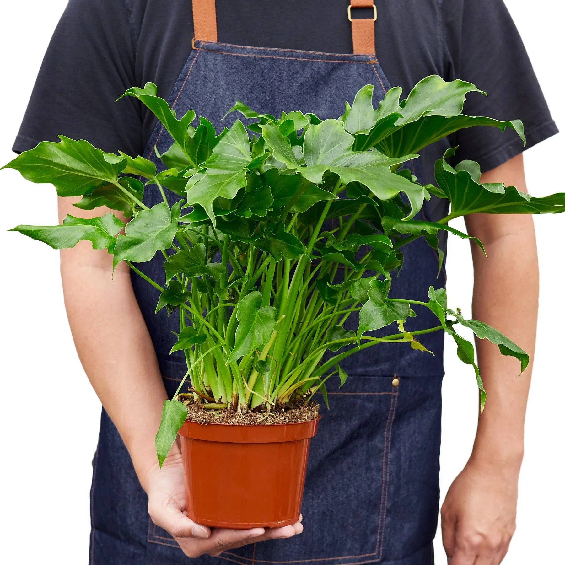 Philodendron ‘Little Hope' - Holiday Corner
