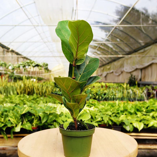 1 Mystery Plant Monthly Subscription Box - Holiday Corner