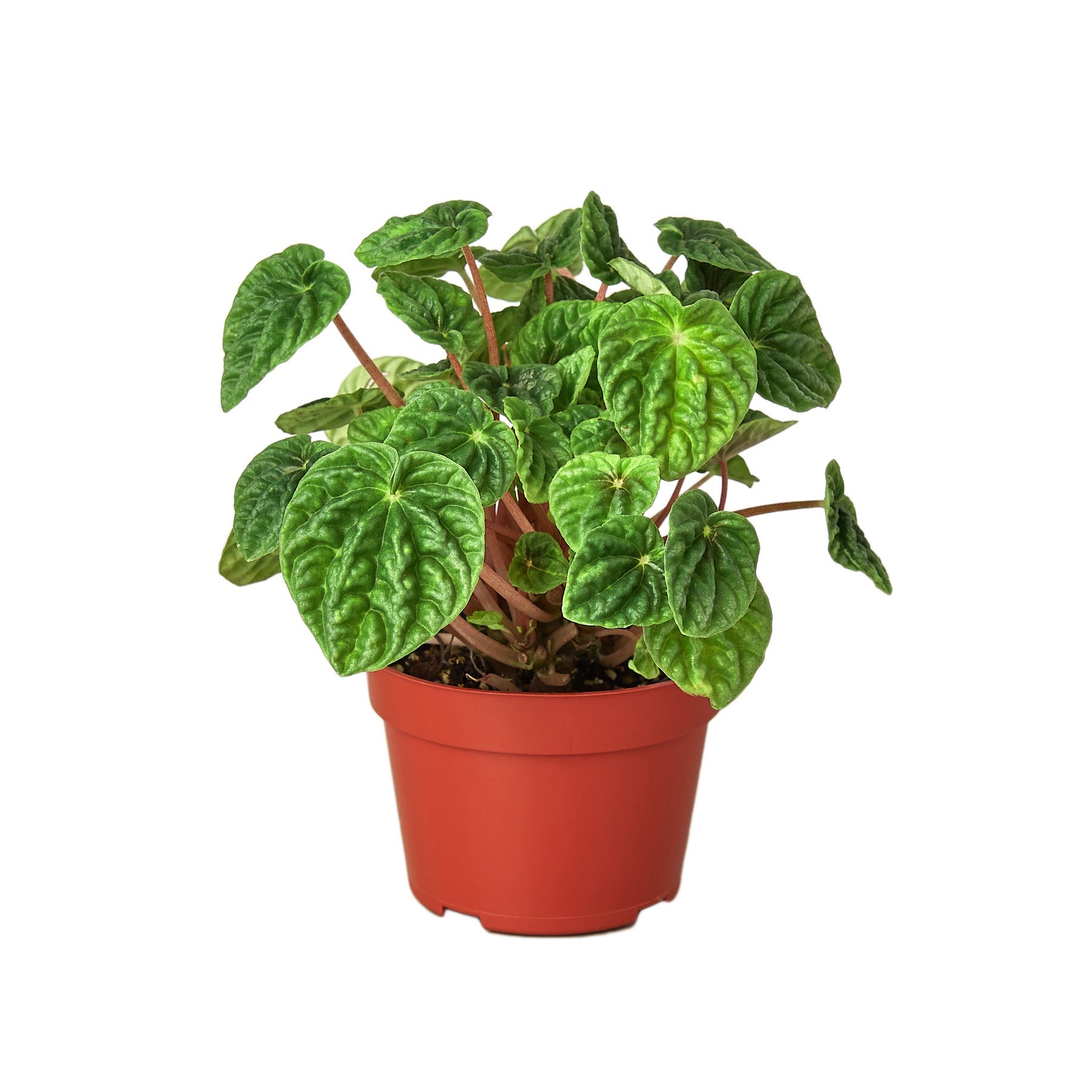 Peperomia 'Ripple' - Holiday Corner