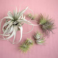 Mothers Day Air Plant Bundle - Holiday Corner
