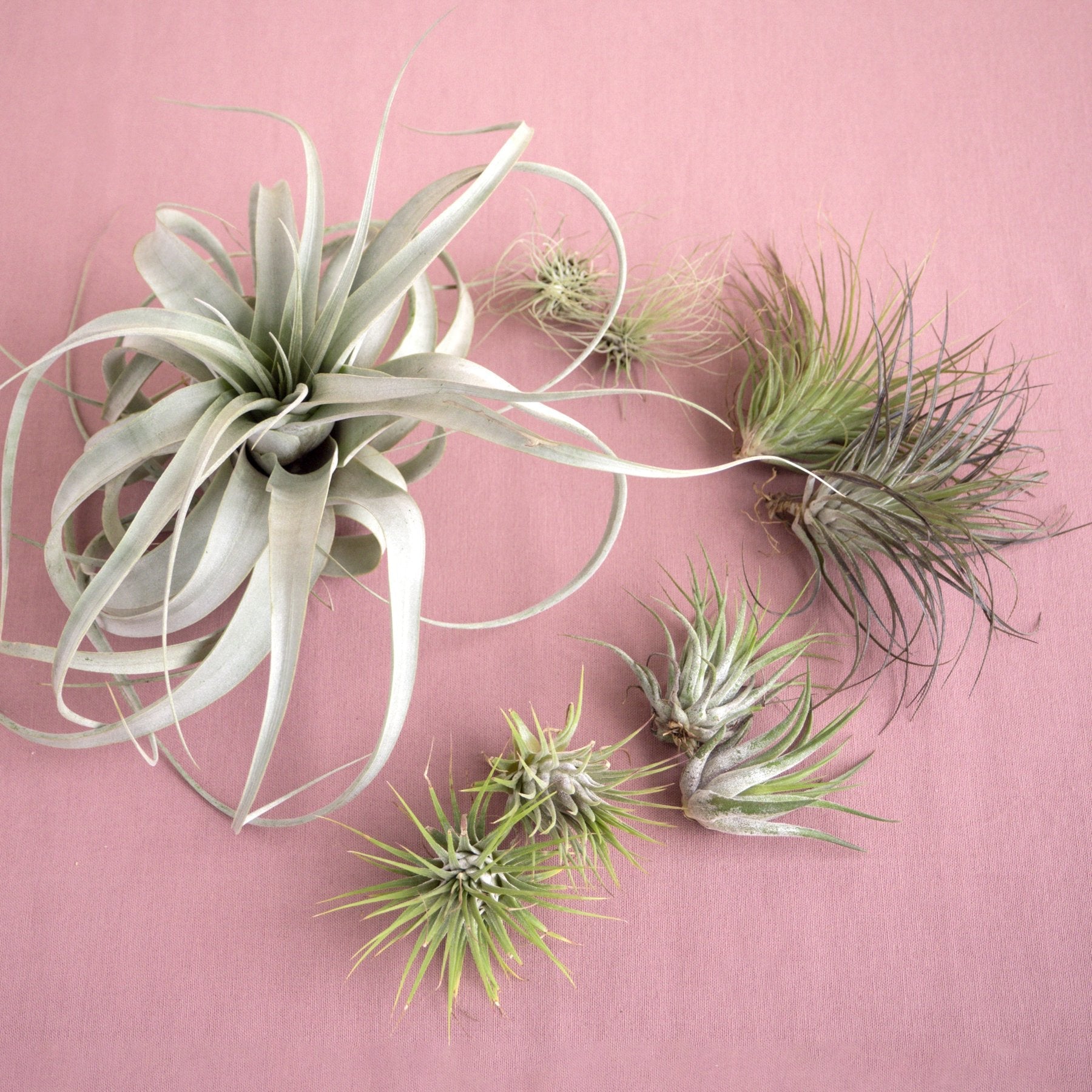 Mothers Day Air Plant Bundle - Holiday Corner