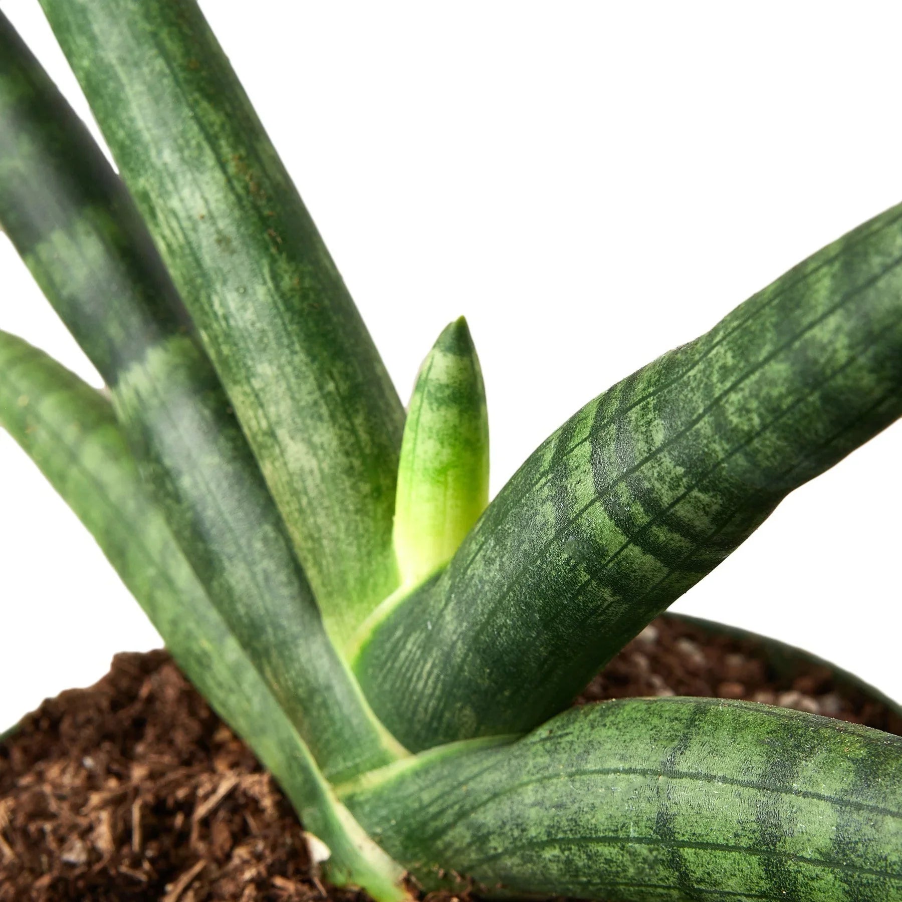 Snake Plant Starfish - Holiday Corner