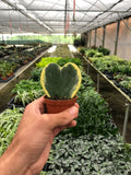 Hoya 'Sweetheart Variegated' - Holiday Corner