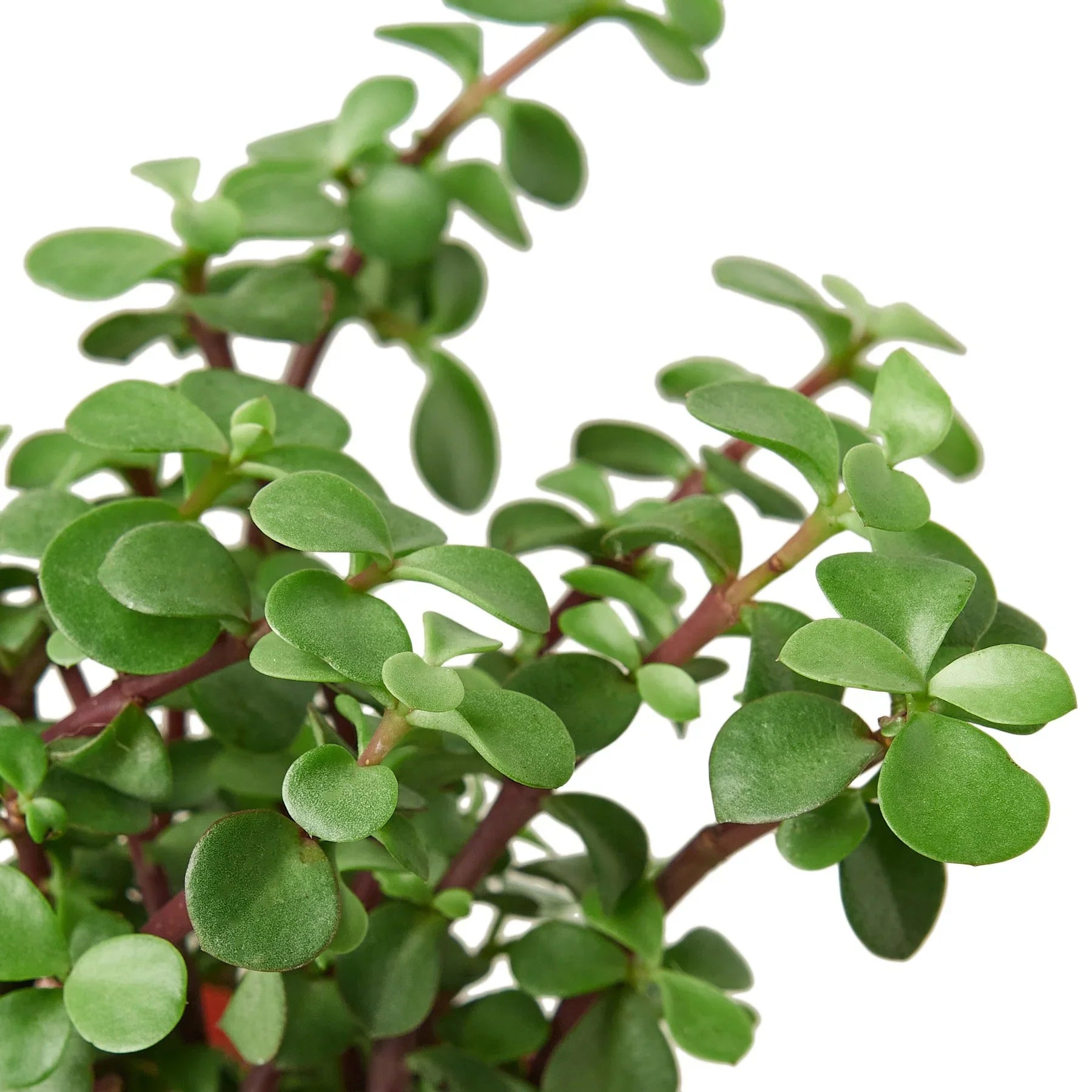 Succulent 'Elephant Bush' - Holiday Corner
