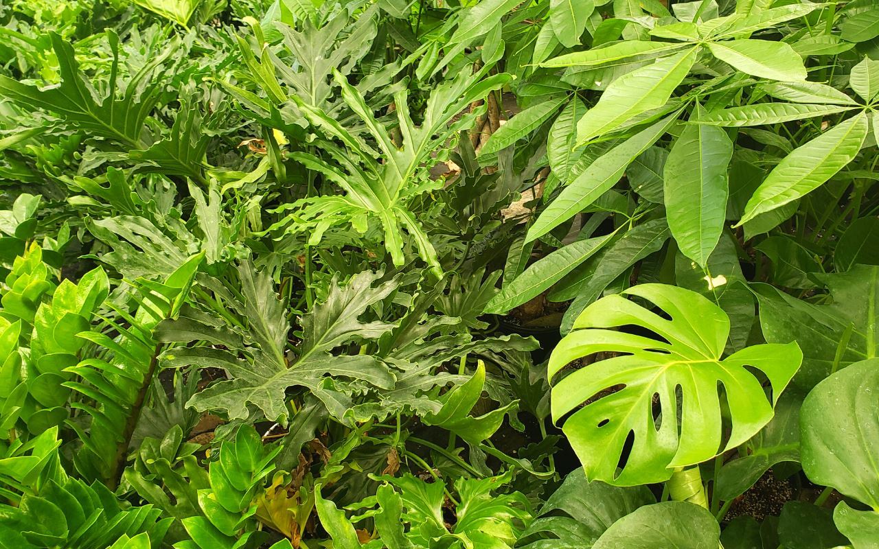 1 Mystery Plant Monthly Subscription Box - Holiday Corner