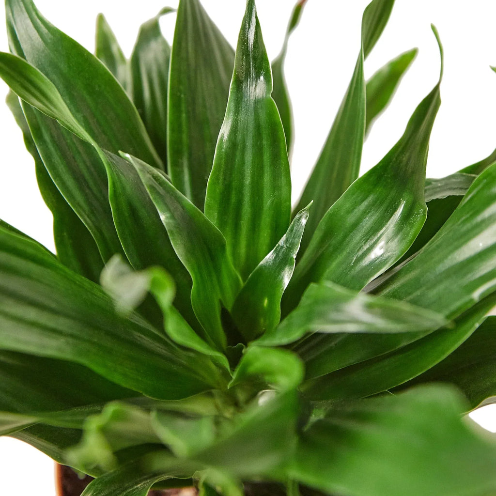 Dracaena 'Janet Craig' - Holiday Corner