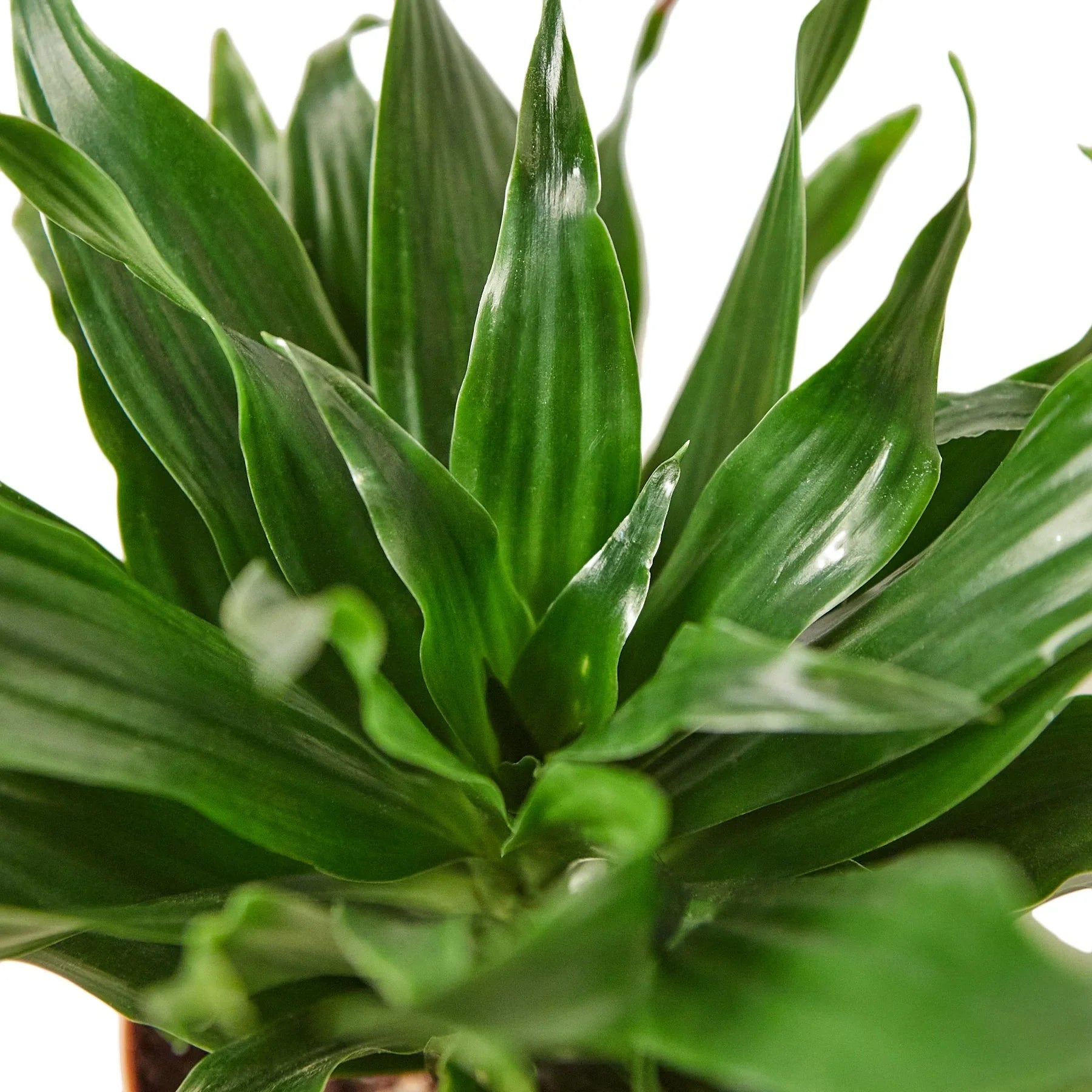 Dracaena 'Janet Craig' - Holiday Corner