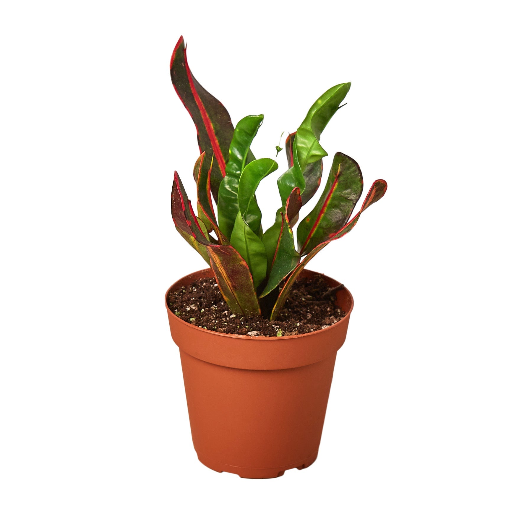 Croton 'Mammy' - Holiday Corner