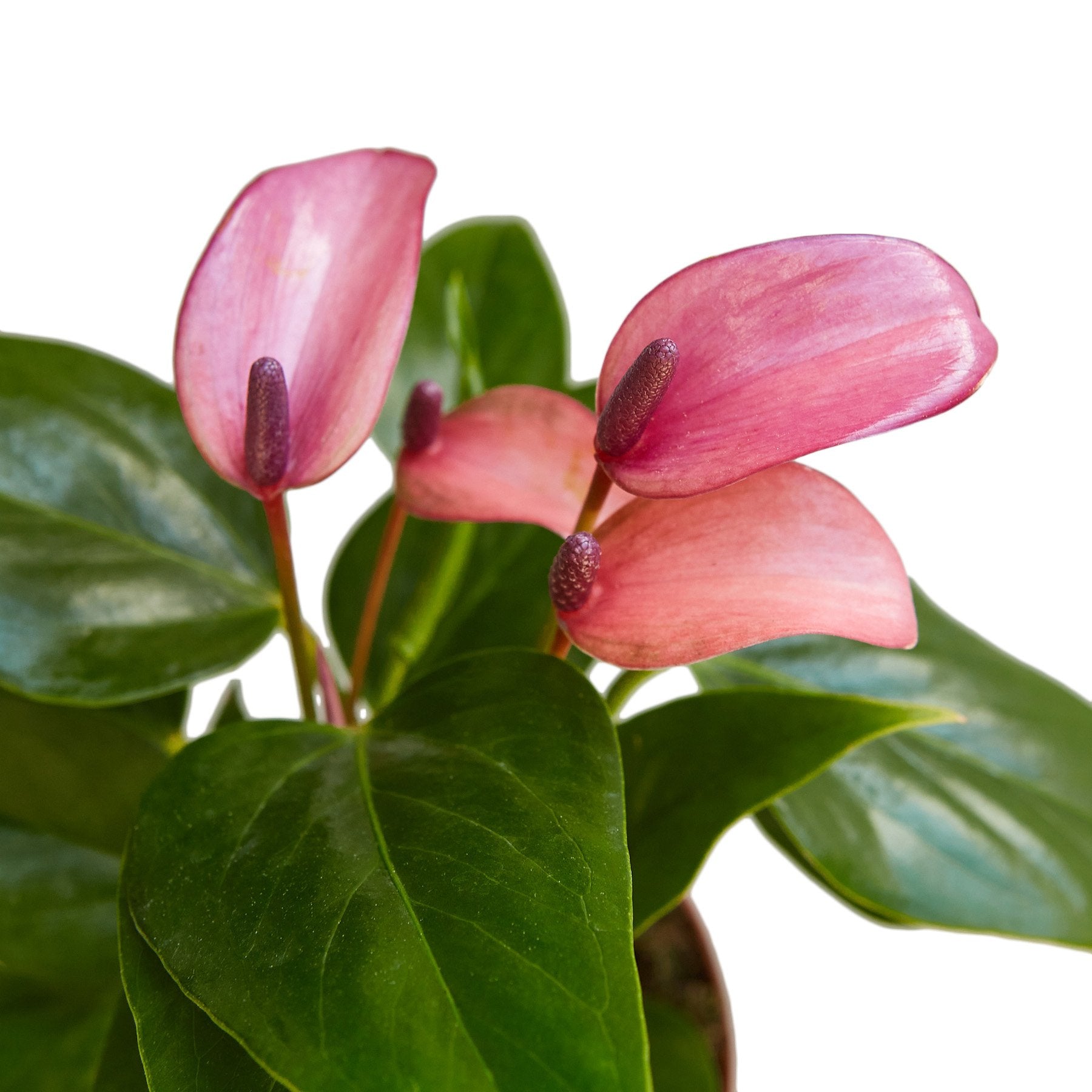 Anthurium 'Purple' - Holiday Corner